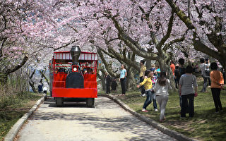 快到櫻花盛開時 市府擬關閉高地公園