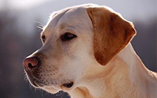 英国训练小狗筛检中共肺炎 每小时或筛250人