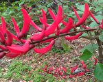 臺灣古典詩：龍牙花