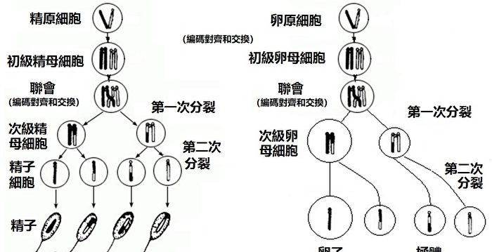 系列连载 进化论是怎样被判死刑的 六 进化论的误区 基因组 Dna编码 大纪元