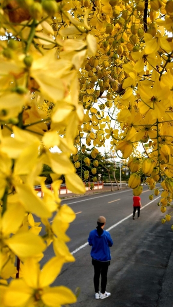 罕见 南台湾凤凰花阿勃勒盛开 红黄花毯吸睛