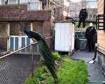 警察播放求偶鈴聲誘捕孔雀