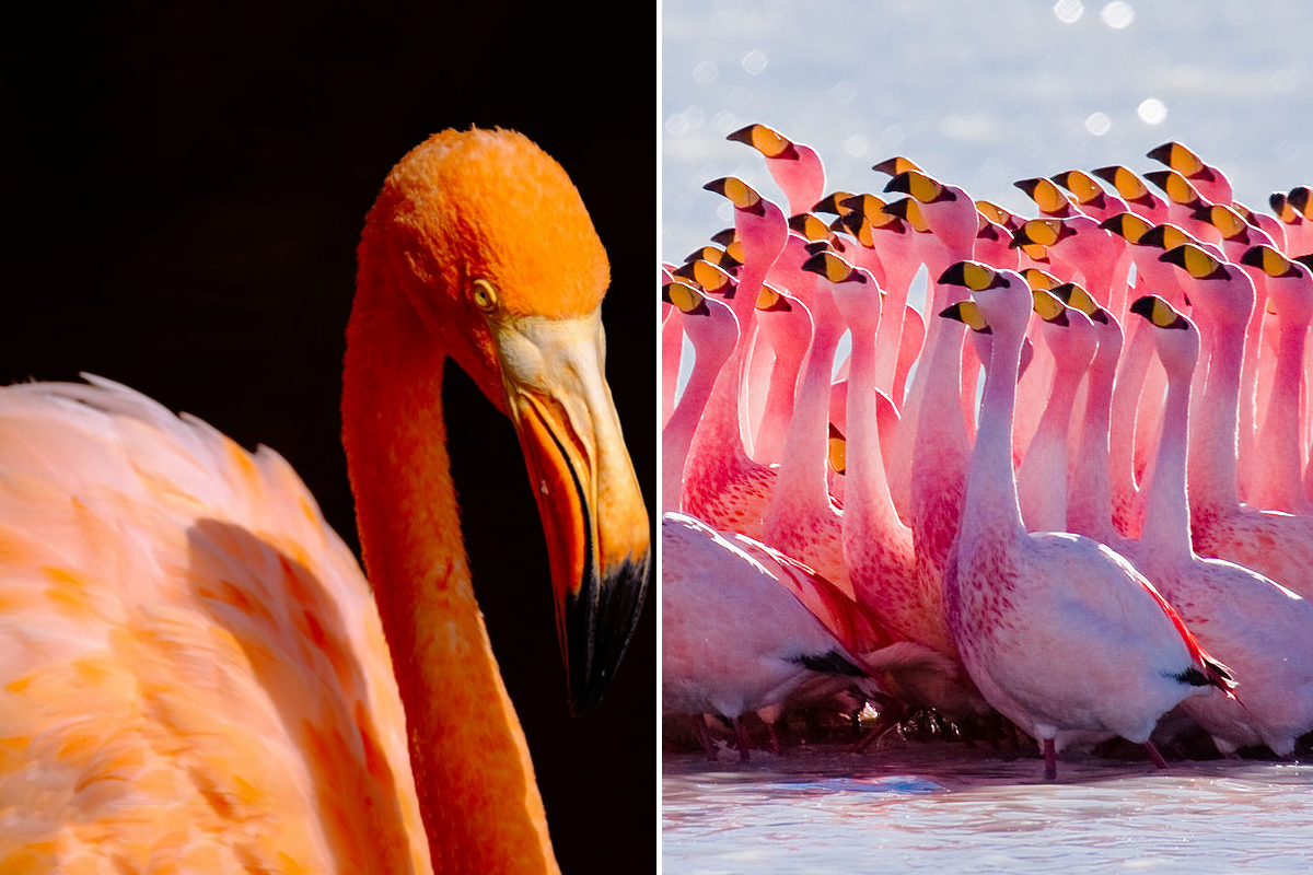 粉红火鹤染红湖泊让宅在家的孟买民众兴奋抢拍 Flamingo 火烈鸟 中共病毒 大纪元