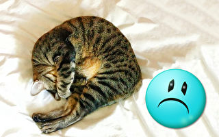 “世界上最哀怨的猫”融化网友心：想抱紧处理