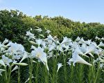 鳶尾花原生百合相繼綻放  嚶嚶鳥鳴如城堡公園