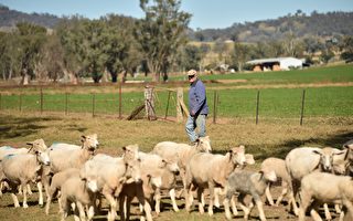 中共商務部拒絕對話 澳洲提醒農民注意風險