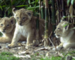 紐國疫情漸趨穩定 奧克蘭動物園重新開放
