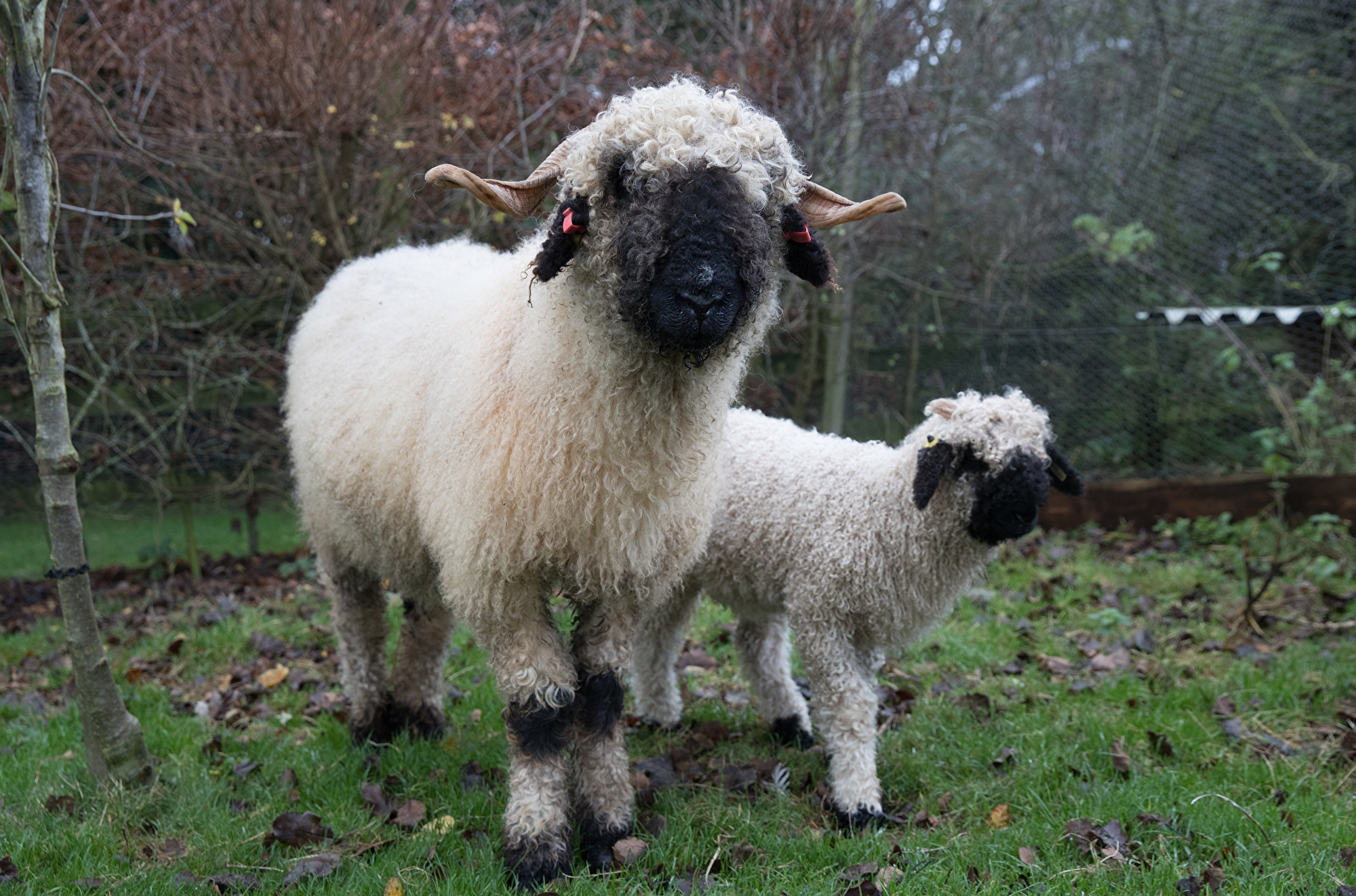 英女把黑臉綿羊當寵物養朋友以為牠是小狗 瓦萊黑鼻羊 大紀元