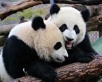 【中共病毒】動物園竹子缺乏 大熊貓將提前回中國