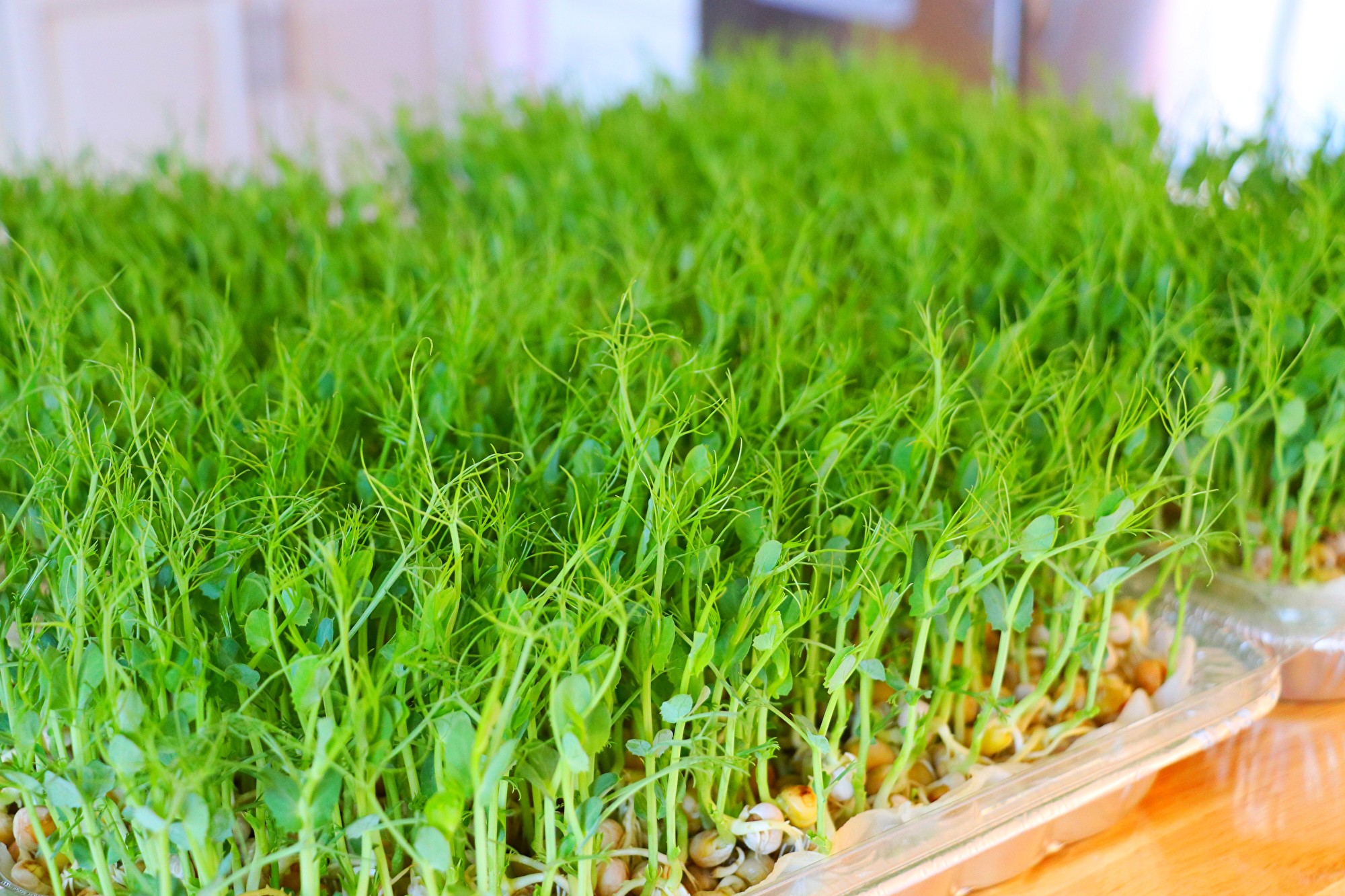 美食天堂 無土種豌豆苗清炒爽口芽菜料理 碗豆苗 無土栽培 大紀元