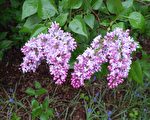 新澤西週末好去處（5月16日 – 5月24日）