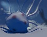 八千万年前化石中发现空心球结构远古生物