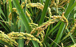 防治水稻穗稻熱病預防重於治療 合理化施肥