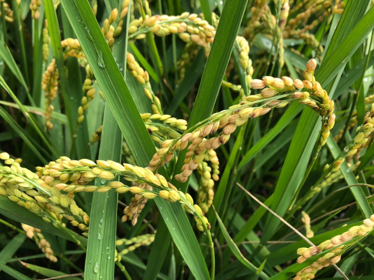 防治水稻穗稻热病预防重于治疗合理化施肥| 大纪元
