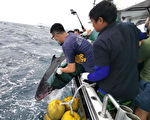 小抹香鲸搁浅桃园海岸  环海同盟基隆外海野放