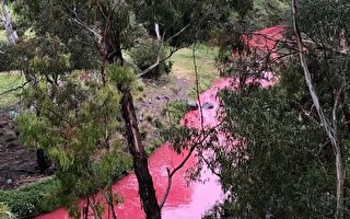 墨尔本溪流呈诡异粉红色 企业染料直排是元凶