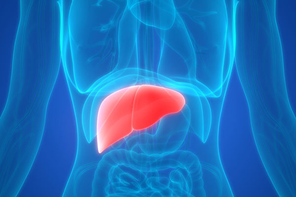 脂肪肝的患病率已悄然超過乙肝，排在慢性肝病的首位。(Shutterstock)