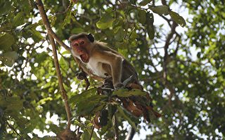 印度猴子抢走血液检体 专家忧中共病毒扩散