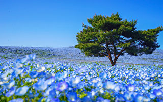 日本國家公園的粉蝶花盛開 形成藍色花海
