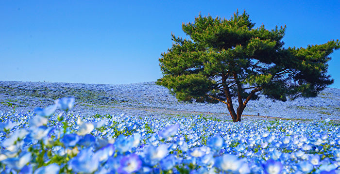 日本国家公园的粉蝶花盛开形成蓝色花海 国营常陆海滨公园 大纪元 日本国家公园的粉蝶花盛开形成蓝色花海 国营常陆海滨公园 大纪元