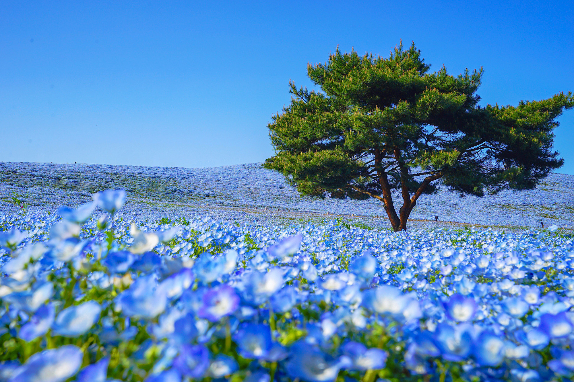 日本国家公园的粉蝶花盛开形成蓝色花海 国营常陆海滨公园 大纪元