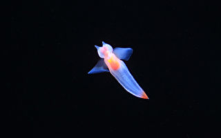俄生物学家拍到“海天使”在冰下漂浮