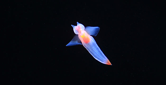 俄生物学家拍到“海天使”在冰下漂浮 | 大紀元