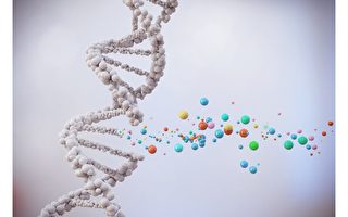 新研究聚焦减寿基因 平均每个折寿六个月