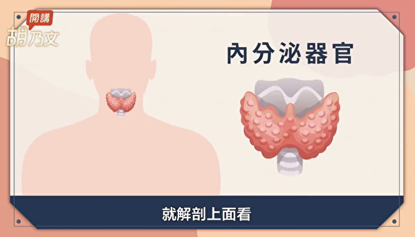甲状腺在喉结的前方，是重要的内分泌器官。（胡乃文开讲提供）