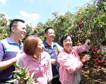彰化縣荔枝大豐收 縣長到芬園關心產銷情形