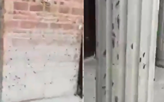 近期，有視頻顯示，湖南永州市寧遠縣出現大量蝗蟲，都爬到房前屋後了。（視頻截圖合成）
