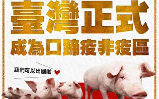 台灣改列口蹄疫非疫區 下半年生豬恢復出口