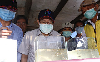 進入登革熱流行期 楊明州示範放養食蚊魚
