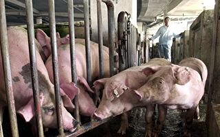 陆猪肉储备不足10万吨 两三个月恐见底