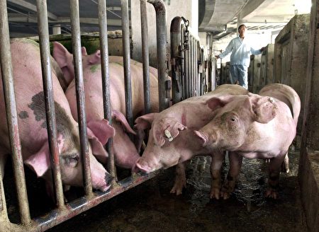 有科學家表示，在中國發現一種由豬隻帶原的新品種流感病毒，目前已有豬傳人的案例。圖為豬隻示意圖。