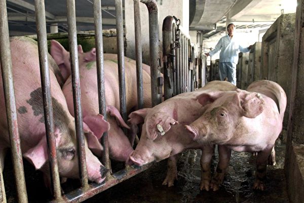 阿根廷40萬聯署 反對政府與中共合作養豬業