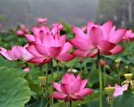 白河蓮農出招 翻轉沉寂蓮子產業