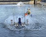 蝦隻確診十足目虹彩病毒  宜蘭啟動防疫圍堵