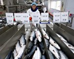 大马哈鱼战开打？中俄接连叫停进口对方海产品