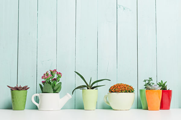 选择盆栽 你的星座适合什么室内植物？（下）