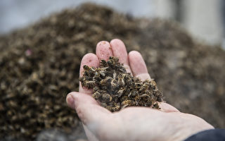 克罗埃西亚数千万只蜜蜂暴毙 原因不明