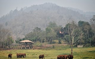 王星綁架案如何影響中國人赴泰國旅遊意願