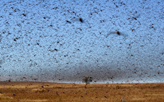 數千萬隻蝗蟲侵襲阿根廷 遮天蔽日