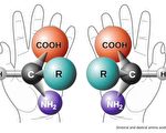 研究：生物分子的手性偏向或受宇宙射线影响