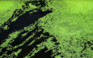 美國研究生新發明 在藻類上沖印出照片