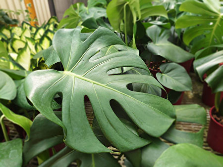 龟背竹又称龟背芋，喜爱温暖高湿度的环境，叶面呈现不规则的羽裂，将龟背竹养在家中还可以净化空气。