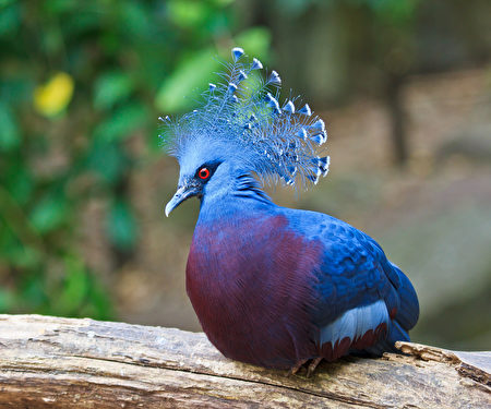 15種造型奇特的鴿子你見過幾種？ | 和平| 送信| 品種| 大紀元