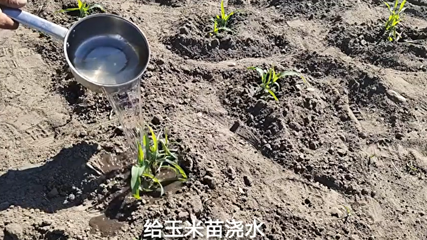 6月，乾旱的黑龍江，一農民正在給自己家種的粟米苗澆水。（影片截圖）