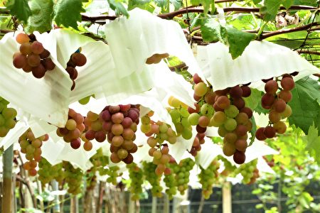 彰化大村鄉黑松觀光果園以栽種巨峰葡萄為主。