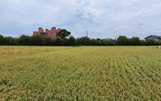 品嚐以旱田直播耕種稻米  品質有保障